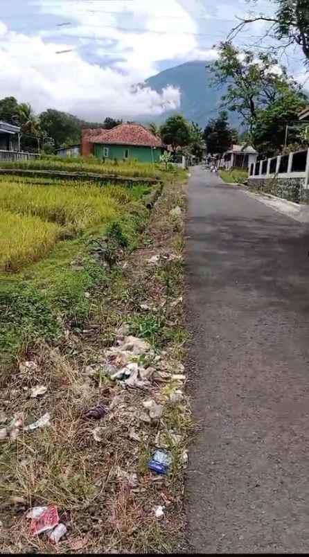 tanah sawah subur view alam pegunungan