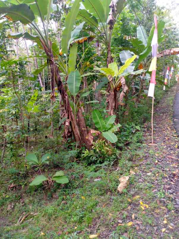 tanah strategis daerah yogyakarta luas 768m