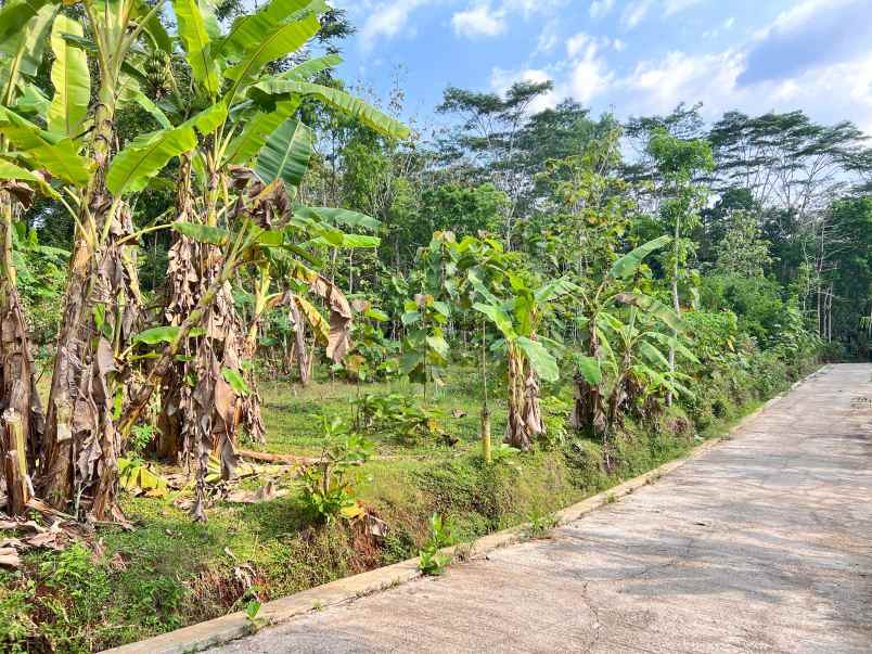 tanah super datar 300rb m 2000m karanganyar utara