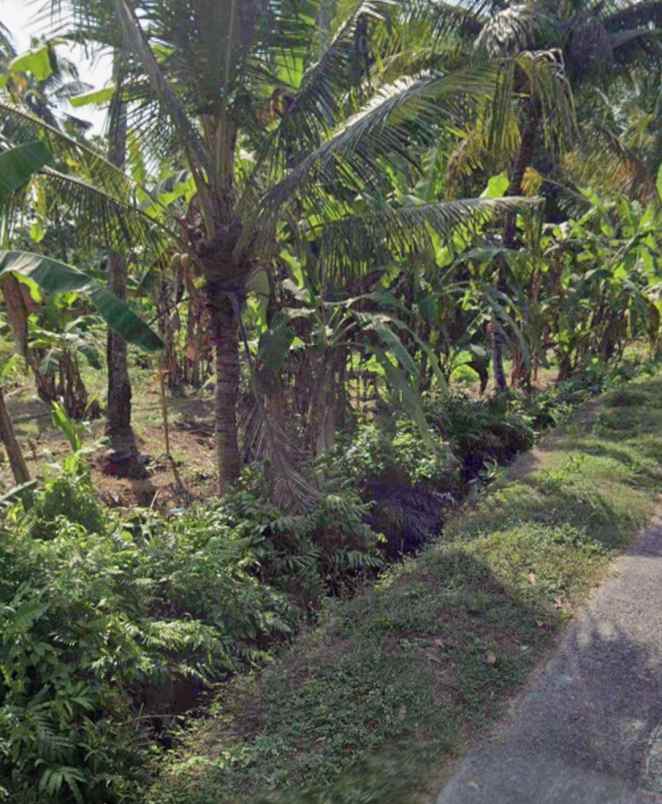tanah zona kuning tidak lsd di mambang tabanan bali