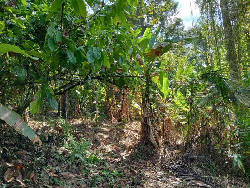 dijual tanah dengan isian penuh tanaman produktif