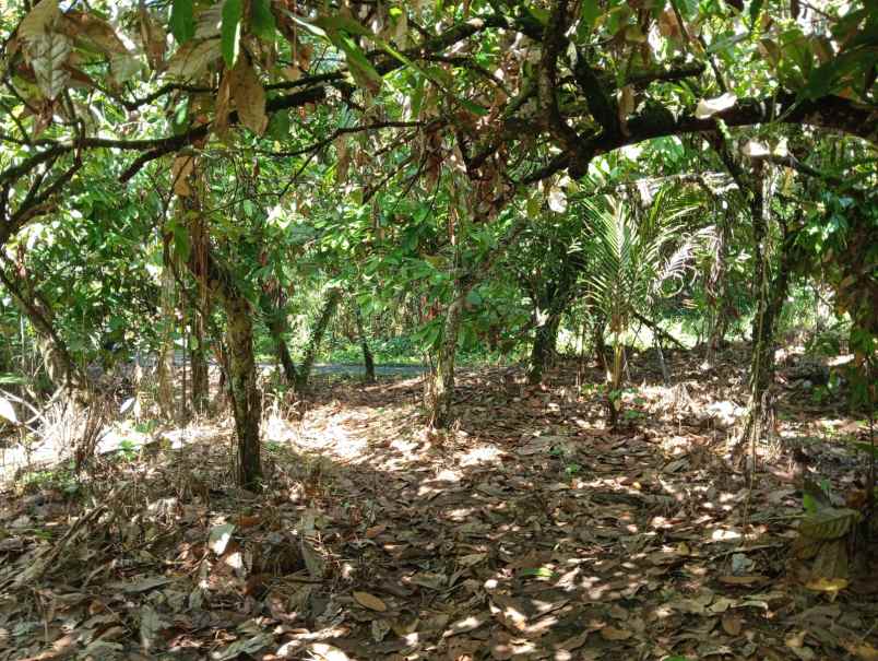 dijual tanah dengan isian penuh tanaman produktif