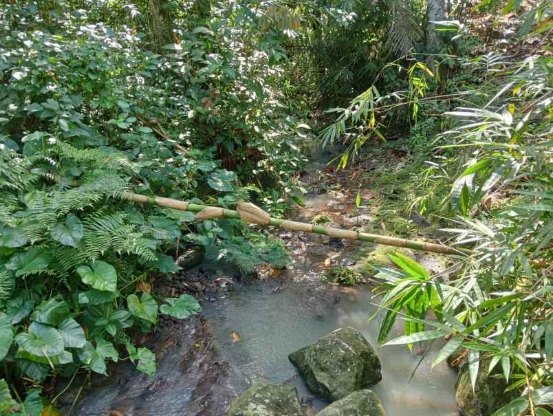 dijual tanah dengan isian penuh tanaman produktif