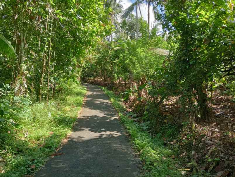 dijual tanah dengan isian penuh tanaman produktif