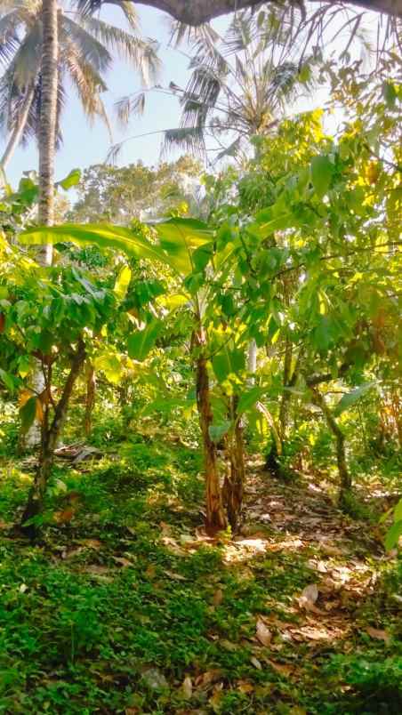 dijual tanah desa angkah gede selamadeg