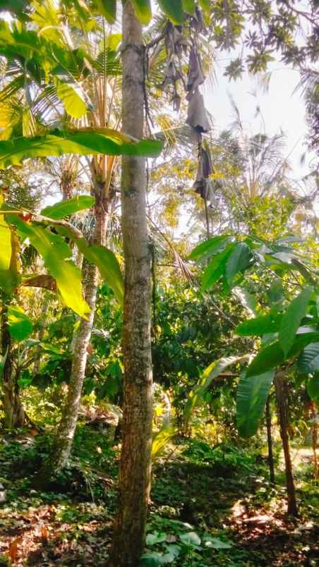 dijual tanah desa angkah gede selamadeg