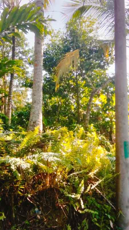 dijual tanah desa angkah gede selamadeg