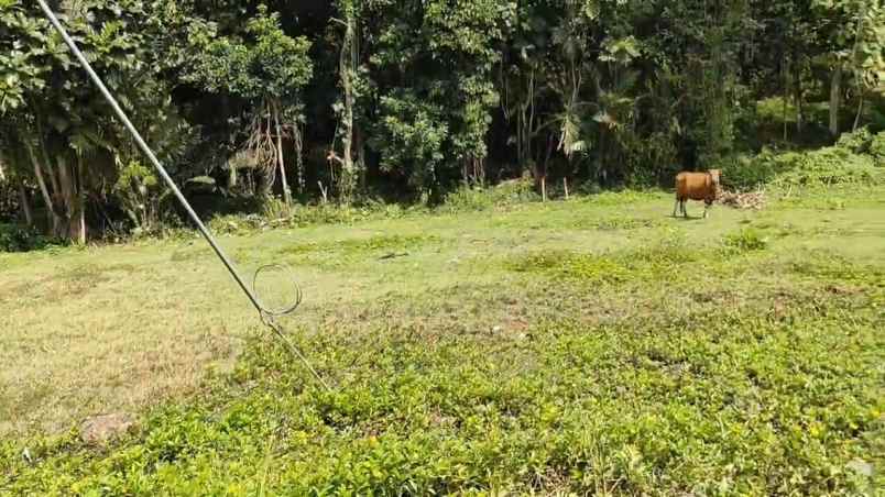 dijual tanah desa bajera selemadeg