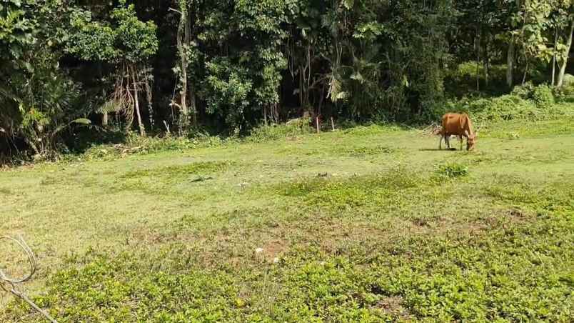 dijual tanah desa bajera selemadeg