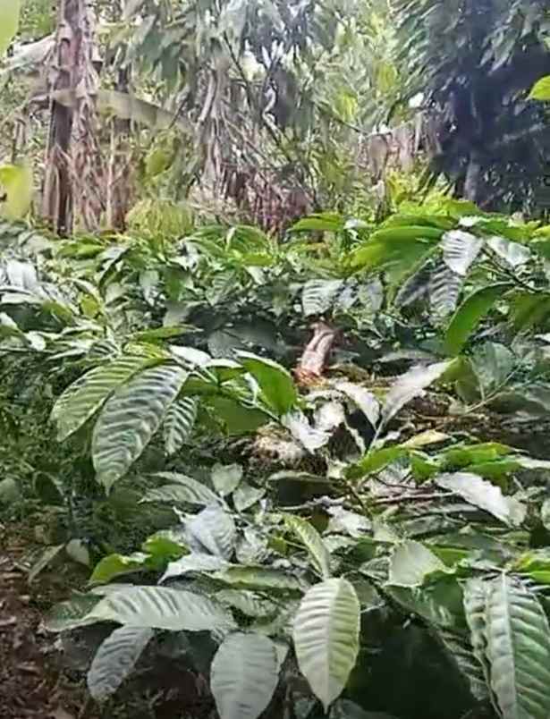 dijual tanah desa bongancina buleleng bali