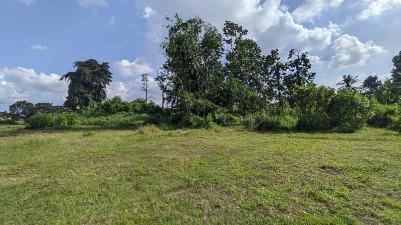 dijual tanah desa kembiritan kec