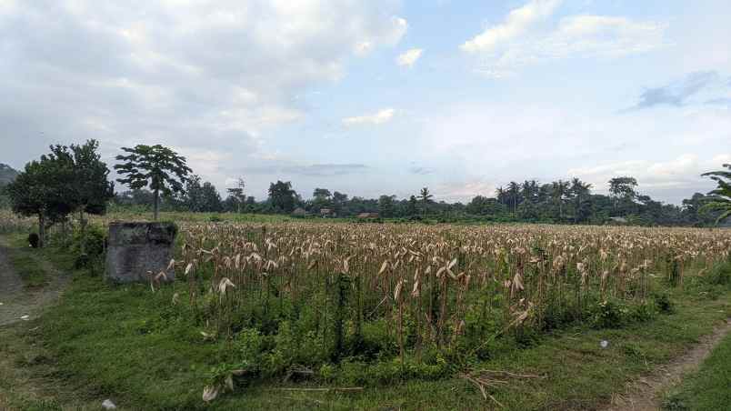 dijual tanah desa kembiritan kec