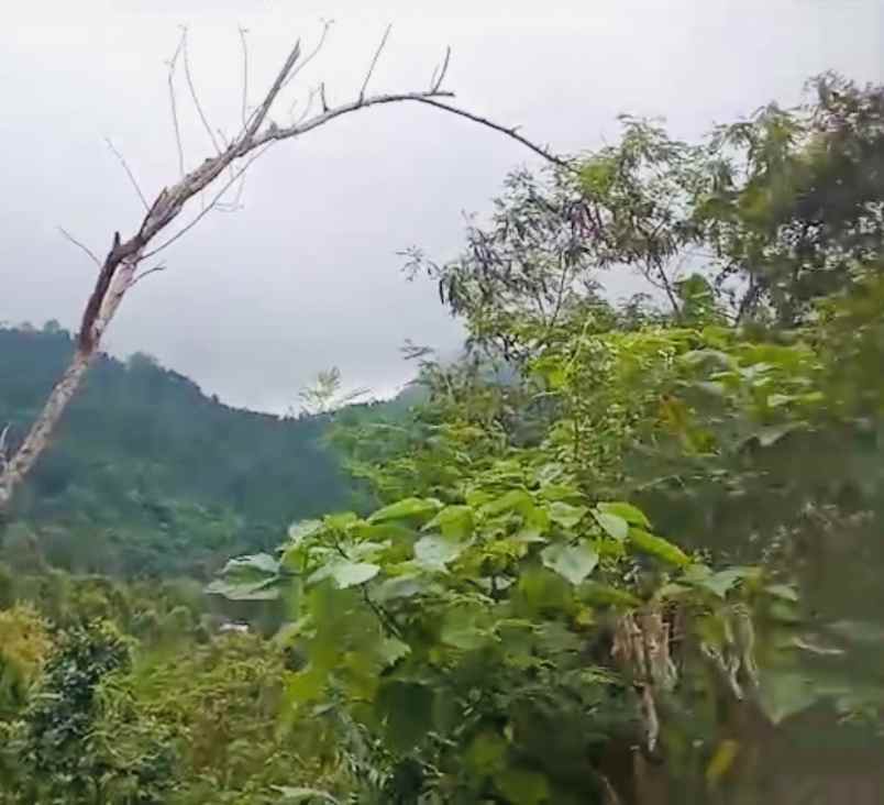dijual tanah desa lemukih buleleng bali