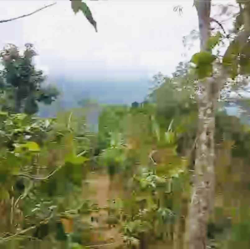 dijual tanah desa lemukih buleleng bali
