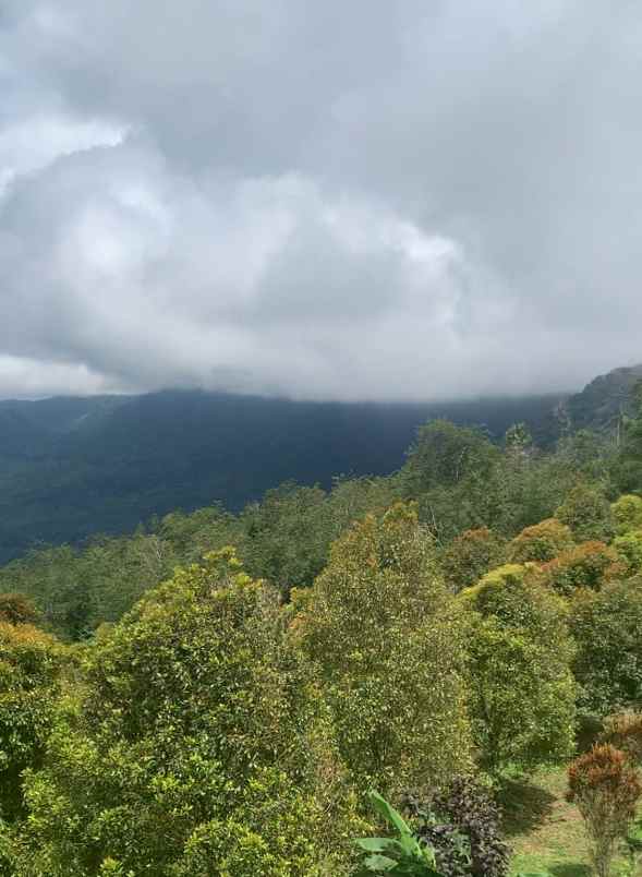 dijual tanah desa lemukih buleleng bali