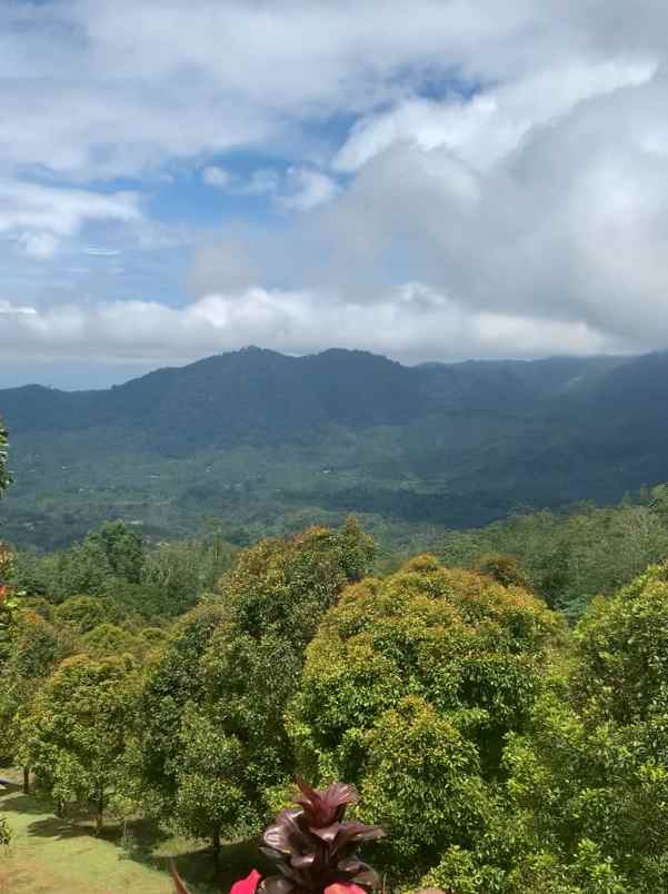 dijual tanah desa lemukih buleleng bali