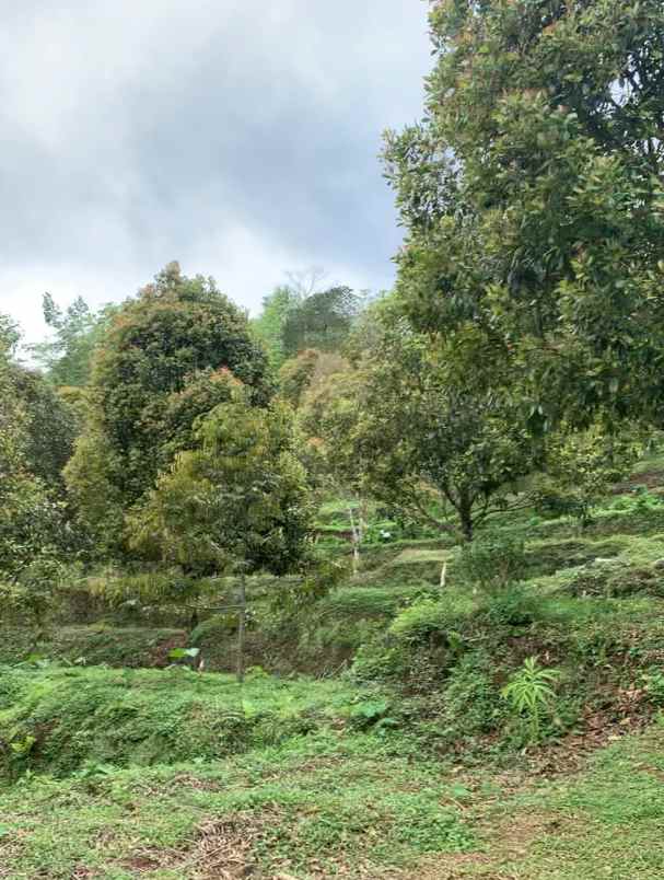 dijual tanah desa lemukih buleleng bali