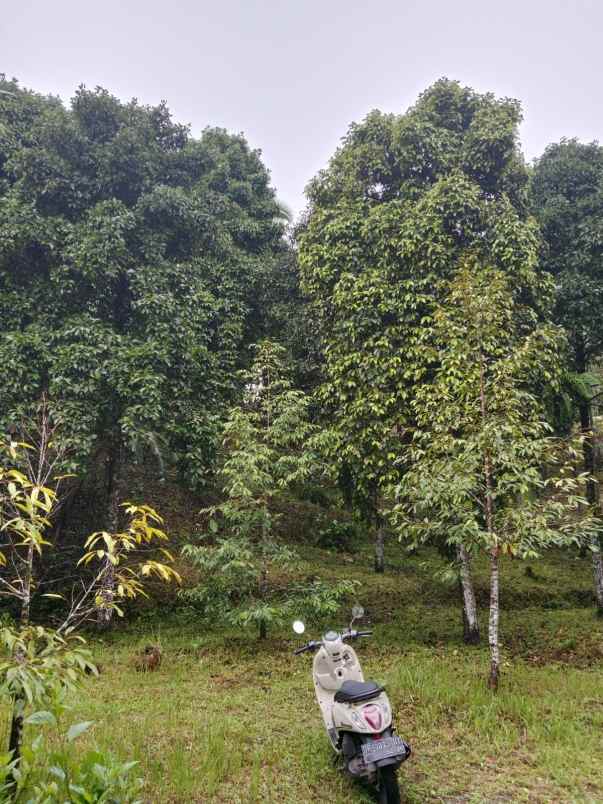 dijual tanah desa lemukih buleleng bali