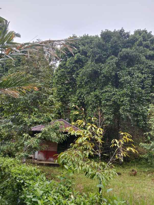 dijual tanah desa lemukih buleleng bali