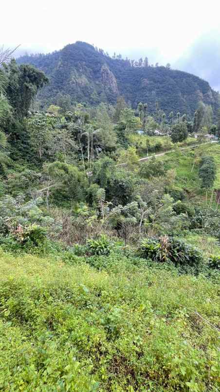 dijual tanah desa sapikerep