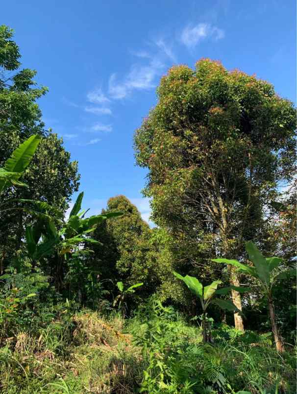 dijual tanah desa sukasada buleleng bali