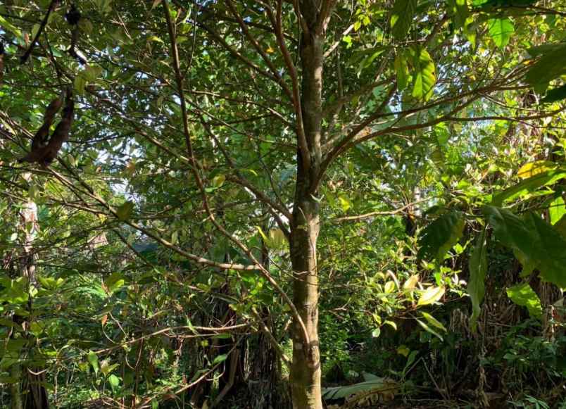 dijual tanah desa sukasada buleleng bali