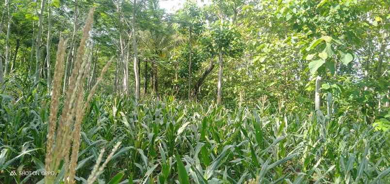 dijual tanah desa sumberjo kademangan