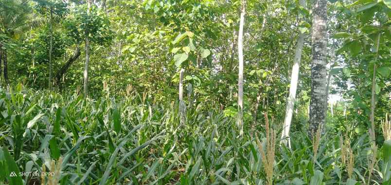 dijual tanah desa sumberjo kademangan