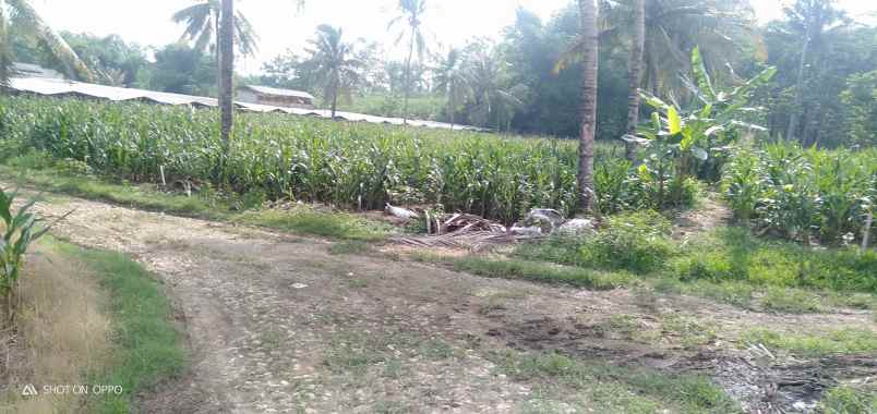 dijual tanah desa sumberjo kademangan