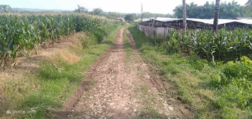 dijual tanah desa sumberjo kademangan