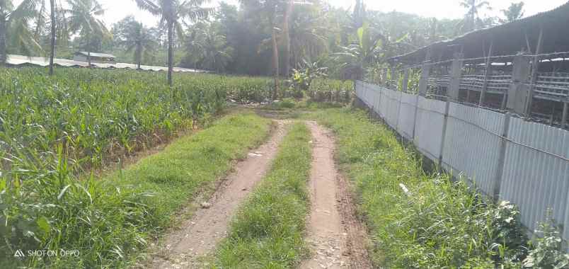 dijual tanah desa sumberjo kademangan