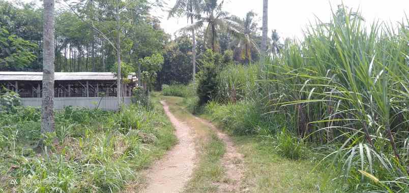 dijual tanah desa sumberjo kademangan