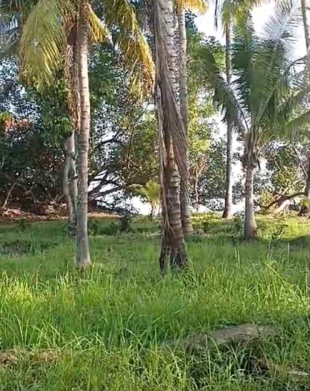 dijual tanah desa tejakula buleleng bali