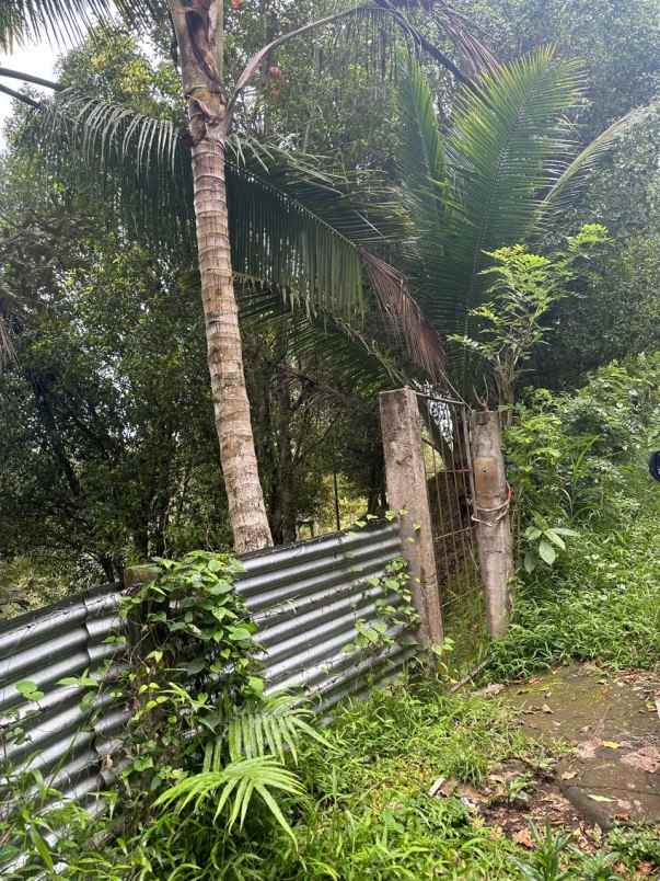 dijual tanah desa tinggarsari buleleng bali