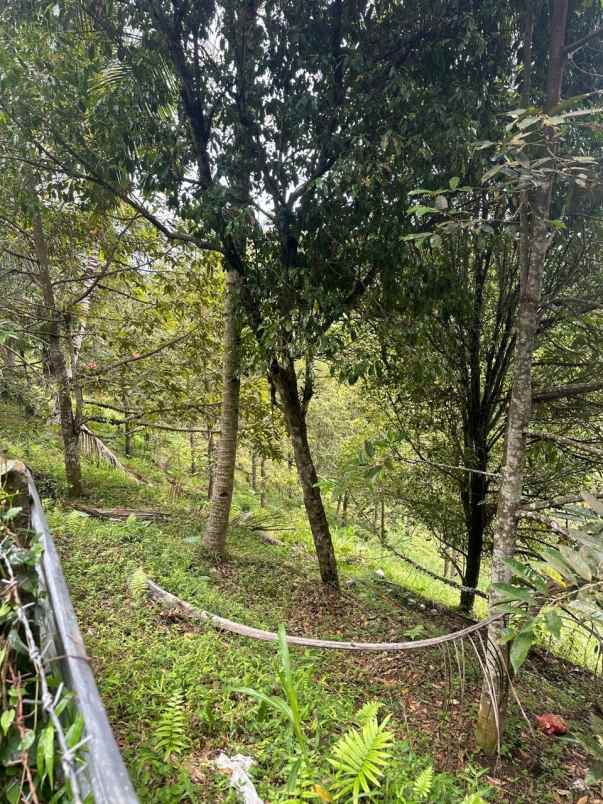 dijual tanah desa tinggarsari buleleng bali