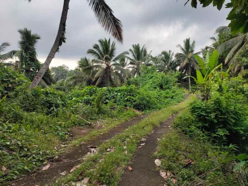 dijual tanah desa wisata dalang