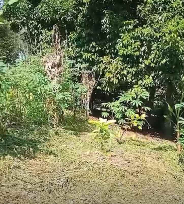 dijual tanah galiukir pupuan tabanan bali