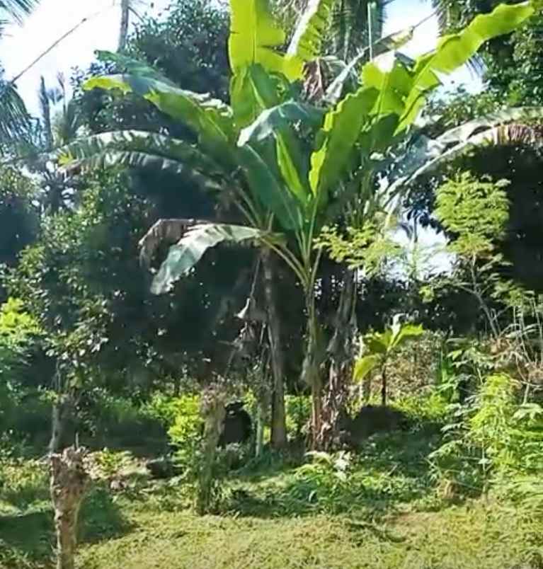 dijual tanah galiukir pupuan tabanan bali