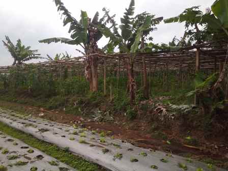 dijual tanah jalan kolonel masturi desa
