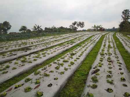 dijual tanah jalan kolonel masturi desa