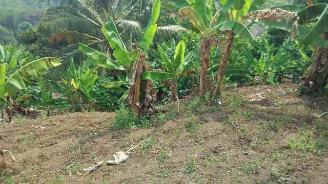 dijual tanah jalan raya lintas sumatera