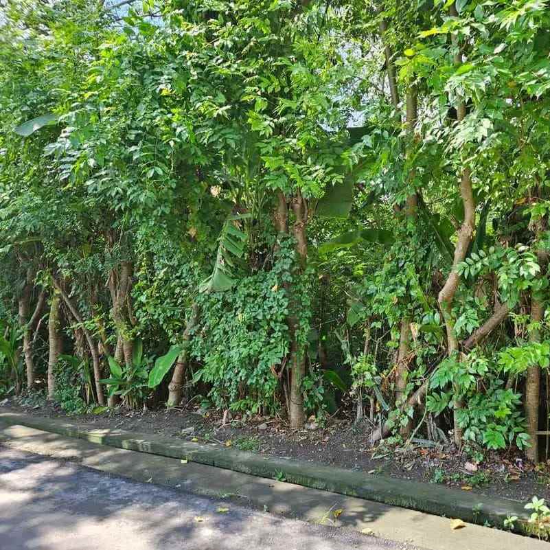 dijual tanah jantuk angsa