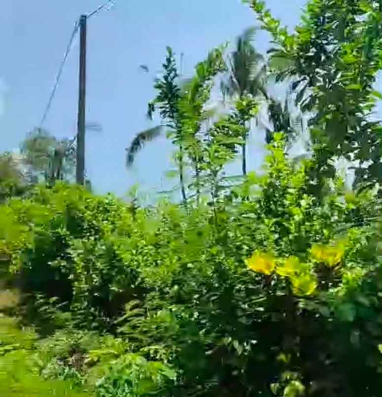 dijual tanah jembrana bali