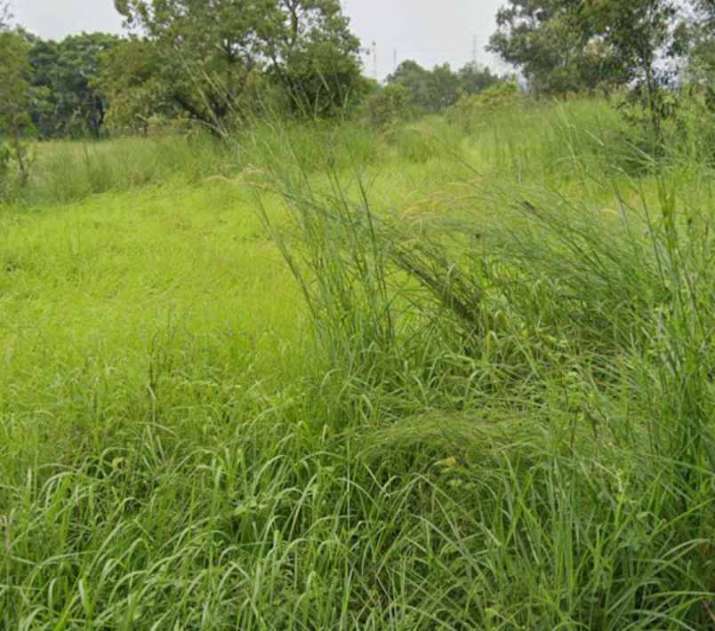 dijual tanah jl bojonegara desa