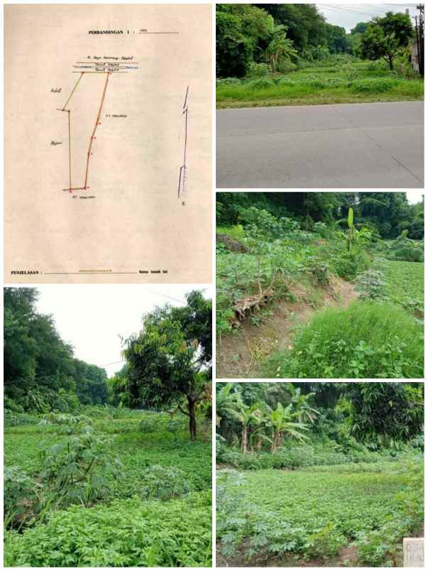 dijual tanah jl propinsi kaliwungu kendal