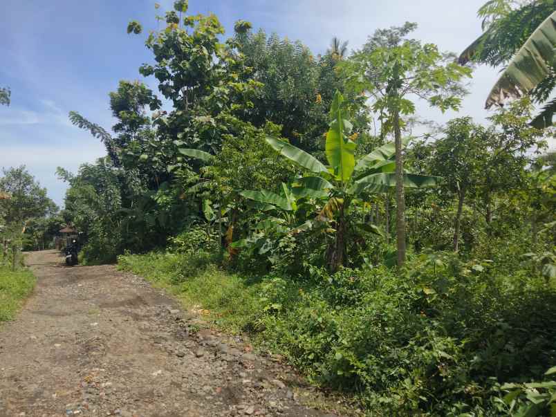 dijual tanah kebun pinggir jalan desa di randobawa
