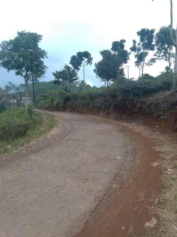dijual tanah kebun produktif pinggir jalan
