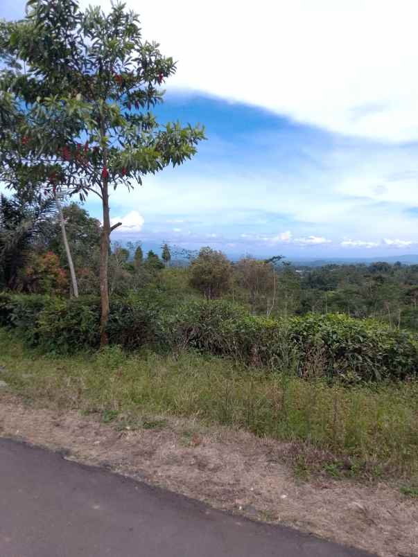 dijual tanah kebun produktif pinggir jalan