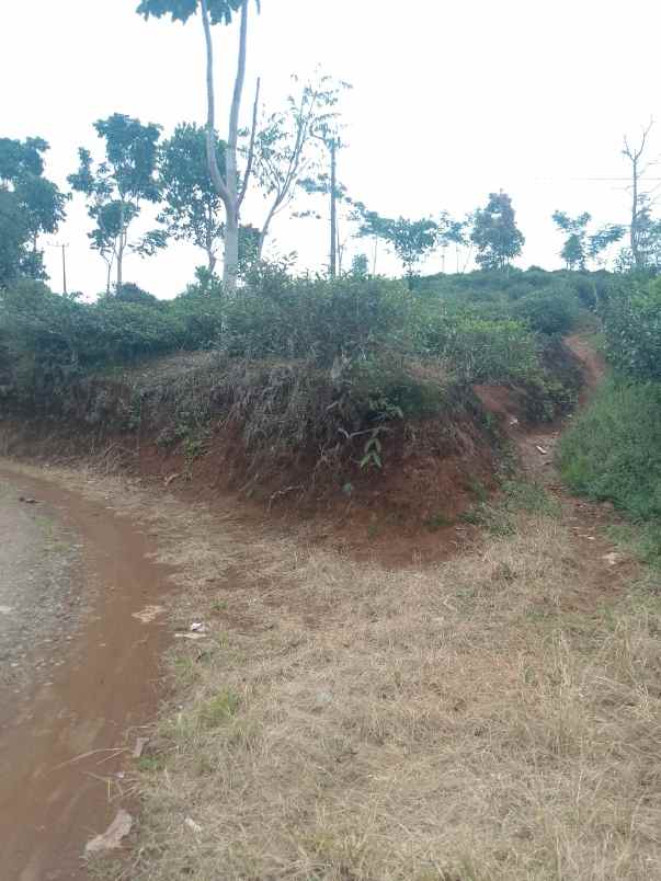 dijual tanah kebun produktif pinggir jalan
