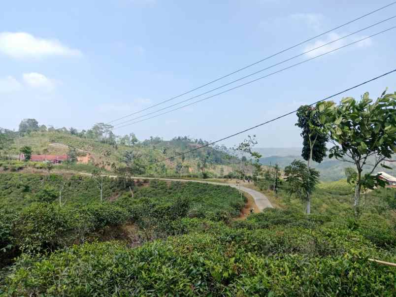 dijual tanah kebun produktif pinggir jalan